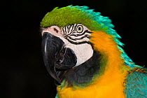 Blue and yellow macaw (Ara ararauna), captive, native to woodlands of tropical South America, from Venezuela south to Peru, Brazil, Bolivia, and Paraguay, restricted in Central America to Panama