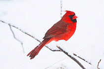 Northern Cardinal (Cardinals cardinalis), male, perched during light snowfall, St. Charles, Illinois, USA, February, non-ex