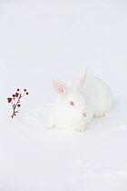 New Zealand breed white rabbit in snow, Union, Illinois, USA, winter, non-ex