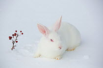 New Zealand breed white rabbit in snow, Union, Illinois, USA, winter
