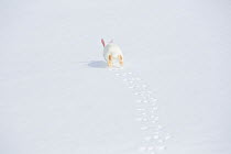 New Zealand breed white rabbit running in snow, Union, Illinois, USA, winter, non-ex