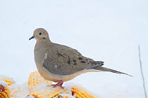 Mourning dove (Zenaida macroura) perched on pile of ear corn in the snow, St. Charles, Illinois, USA, March