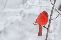 Northern Cardinal (Cardinalis cardinalis) male in the snow, St. Charles, Illinois, USA, March