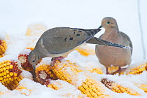 Mourning Dove (Zenaida macroura) foraging on pile of ear corn, in the snow, St. Charles, Illinois, USA, March