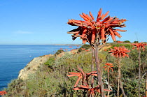 Soap Aloe (Aloe maculata / saponaria) flowering on a clifftop with the sea in the background. Algarve, Portugal, June.