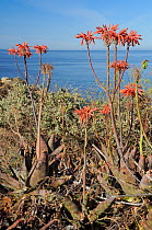 Soap Aloe (Aloe maculata / saponaria) flowering on a clifftop with the sea in the background.  Algarve, Portugal, June.