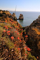 Soap Aloe (Aloe maculata / saponaria) flowering on a clifftop with the sea in the background.  Algarve, Portugal, June.