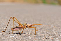 Balkan Sawing Cricket (Saga natoliae), the largest predatory insect in Europe, crossing a mountain road. Samos Greece, July.