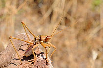 Balkan Sawing Cricket (Saga natoliae), the largest predatory insect in Europe. Samos Greece, July.