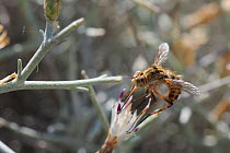 Bee Fly (Amictus pulchellus) feeding from flowers. Karlovasi, Samos, Greece, July.