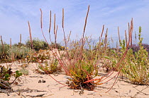 Buck's-horn Plantain (Plantago coronopus) clump flowering in sand dunes on Culatra island. Parque Natural da Ria Formosa, Olhao, Algarve, Portugal, June.