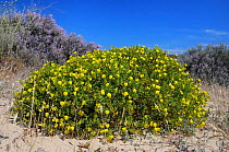 Bushy / Yellow restharrow (Ononis ramosissima / natrix ramosissima) flowering in a large clump among sand dunes with Grand statice (Limoniastrum monopetalum) bushes in the background. Alvor, Algarve,...