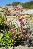 Common Centaury (Centaurium erythraea) in flower. Algar seco, Algarve, Portugal, June.