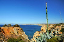 Century Plant (Agave americana) growing on cliff edge with flowering spike in bud. Ponta da Piedade, Lagos, Algarve, Portugal, June.