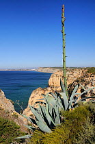 Century plant (Agave americana) growing on cliff edge with flowering spike in bud, Ponta da Piedade, Lagos, Algarve, Portugal, June.