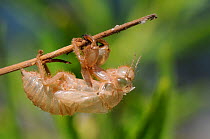 Cicada (Cicada mordoganensis / orni) nymphal exuvium. Potami beach, Samos, Greece, July.