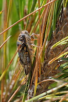 Cicada (Cicada mordoganensis / orni) well camouflaged on branch of a pine tree. Potami beach, Samos, Greece, July.
