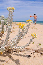 Cottonweed (Achillea maritima / Otanthus maritimus) a species recently lost from mainland UK, flowering on an exposed sandy beach, with a boy throwing a football in the background. Culatra Island, Ria...