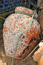 Traditional ceramic Octopus pot encrusted with serpulid worm tubes and barnacles. Culatra island, Parque Natural da Ria Formosa, near Olhao, Algarve, Portugal, June.