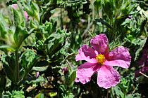 Curly Pink Rockrose (Cistus crispus) flowering. Serra de Monchique, near Foia, Algarve, Portugal, June.