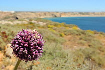 Elephant Garlic / Wild Leek (Allium ampeloprasum) flowering on headland. Ponta de Sagres, Algarve, Portugal, June.