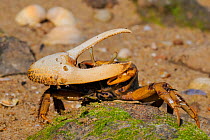 Male European Fiddler Crab (Uca tangeri) waving its large right claw. Tavira, Algarve, Portugal, June.