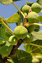 Figs ripening on Common Fig Tree (Ficus carica). Isle of Samos, Greece, July.