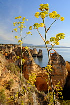Giant Fennel (Ferrula communis) flowering on clifftop with sandstone seastacks. Ponta da Piedade, Lagos, Algarve, Portugal, June.