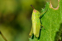 Grasshopper (Aiolopus sp.) nymph feeding on spiny succulent leaf. Lagos, Algarve, Portugal, Jene.