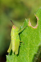Grasshopper (Aiolopus sp.) nymph feeding on spiny succulent leaf. Lagos, Algarve, Portugal, June.