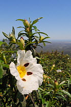 Common Gum Cistus / Gum Rockrose (Cistus ladanifer) with sticky, aromatic leaves, flowering on maquis covered slopes of the Serra de Monchique. Near Foia, Algarve, Portugal, June.