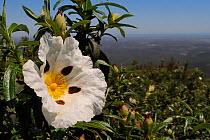 Common Gum Cistus / Gum Rockrose (Cistus ladanifer) with sticky, aromatic leaves, flowering on maquis covered slopes of the Serra de Monchique. Near Foia, Algarve, Portugal, June.