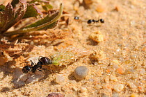 Major worker of European Harvester Ant (Messor sp.) dragging a small Plantain flowerhead towards its nest. Algarve, Portugal, June.
