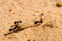 European Harvester Ant (Messor sp.) major workers co-operating to drag a Plantain flowerhead towards their nest.  Algarve, Portugal, June.