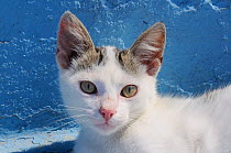 Domestic cat (Felis catus) kitten head portrait. Kokkari harbour, Samos, Eastern Sporades, Greece.