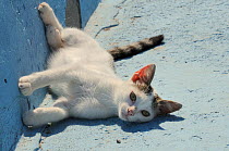 Domestic cat (Felis catus) kitten lying in sunshine. Kokkari harbour, Samos, Eastern Sporades, Greece.