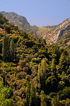 Mountain slopes above Manolates village with a mix of Olive (Olea europaea) and Cypress trees, Samos, Greece, July.