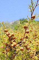 Phoenician Juniper (Juniperus phoenicea) with developing cones. Isle of Samos, Eastern Sporades, Greece, July.