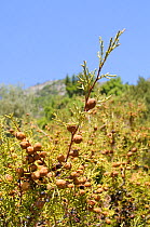 Phoenician Juniper (Juniperus phoenicea) with developing cones. Isle of Samos, Eastern Sporades, Greece, July.