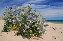 Sea Holly (Eryngium maritimum) flowering on an exposed sandy beach. Culatra Island, Ria Formosa, near Olhao, Portugal, June.
