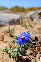 Shrubby Pimpernel (Anagallis monelli) in flower. Ponta de Sagres, Algarve, Portugal, June.