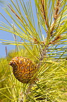 Developing cone of Turkish pine (Pinus brutia). Isle of Samos, Eastern Sporades, Greece, July.