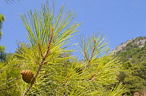 Developing cones of Turkish pine (Pinus brutia). Isle of Samos, Eastern Sporades, Greece, July.