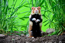 Common hamster (Cricetus cricetus) standing, Alsace, France, captive