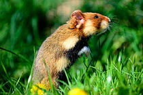 Common hamster (Cricetus cricetus), foraging in a field, Alsace, France, captive.