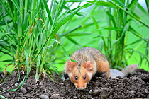 Common hamster (Cricetus cricetus),  Alsace, France, captive,