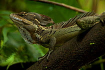 Common Basilisk (Basiliscus basiliscus). Tropical rainforest of Costa Rica.