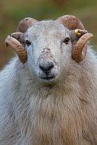 Welsh Mountain Sheep (Ovis aries) portrait. Wales, January.