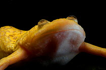 African Clawed Frog (Xenopus laevis), captive. Native to Southern Africa, Xenopus is now a scientific model organism, used extensively in research.