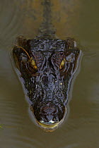 Spectacled Caiman (Caiman crocodilus) at water surface. Costa Rica.